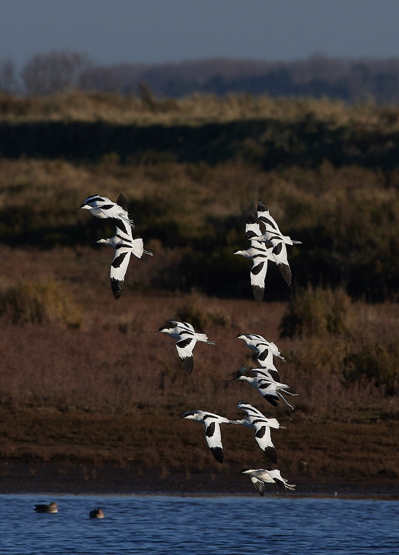 Avocet2911164