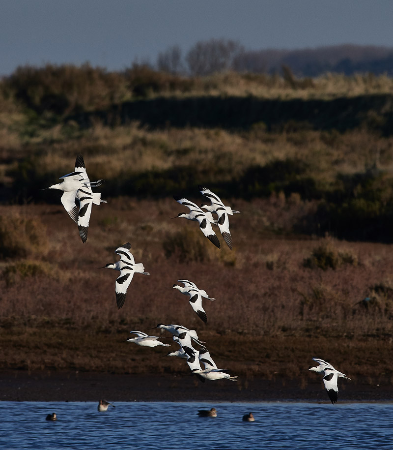 Avocet2911165