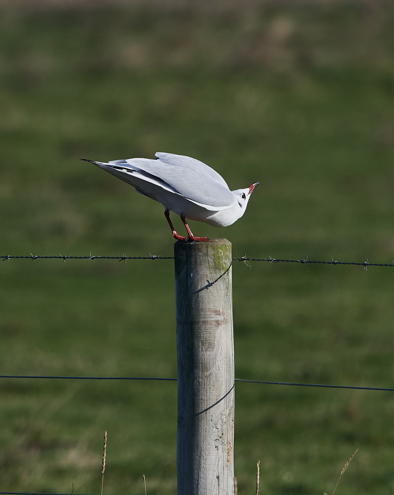 BlackHeadedGull1111162