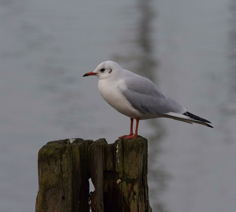 BlackHeadedGull2012161