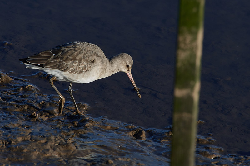 BlackTailedGodwit2911161