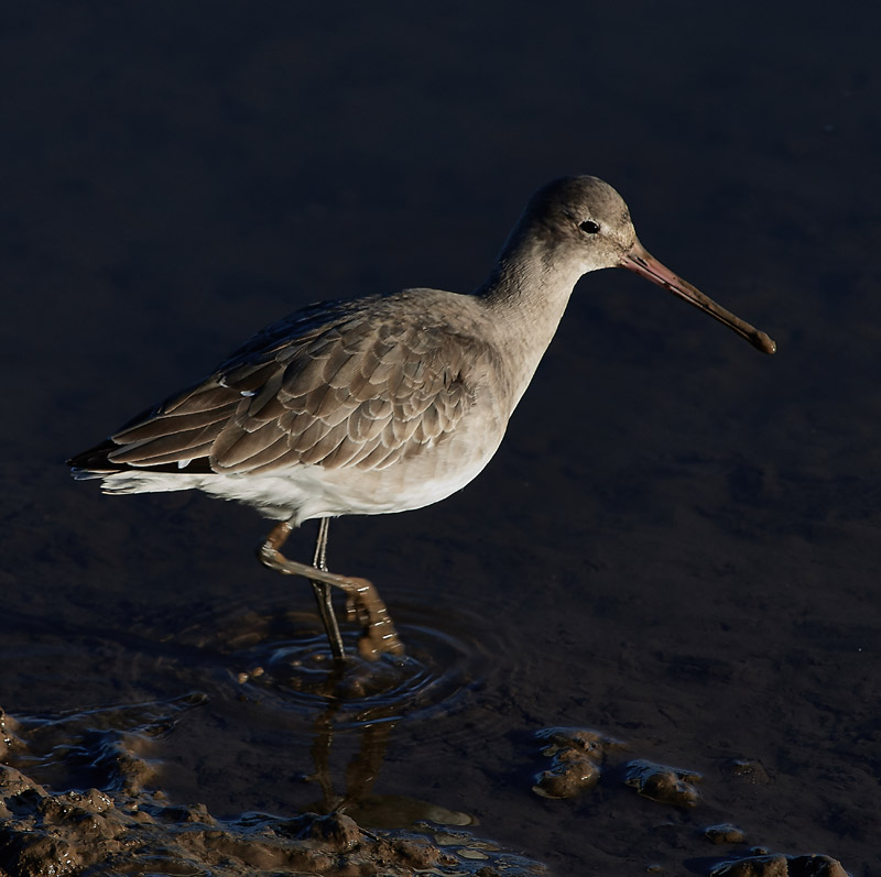 BlackTailedGodwit2911162