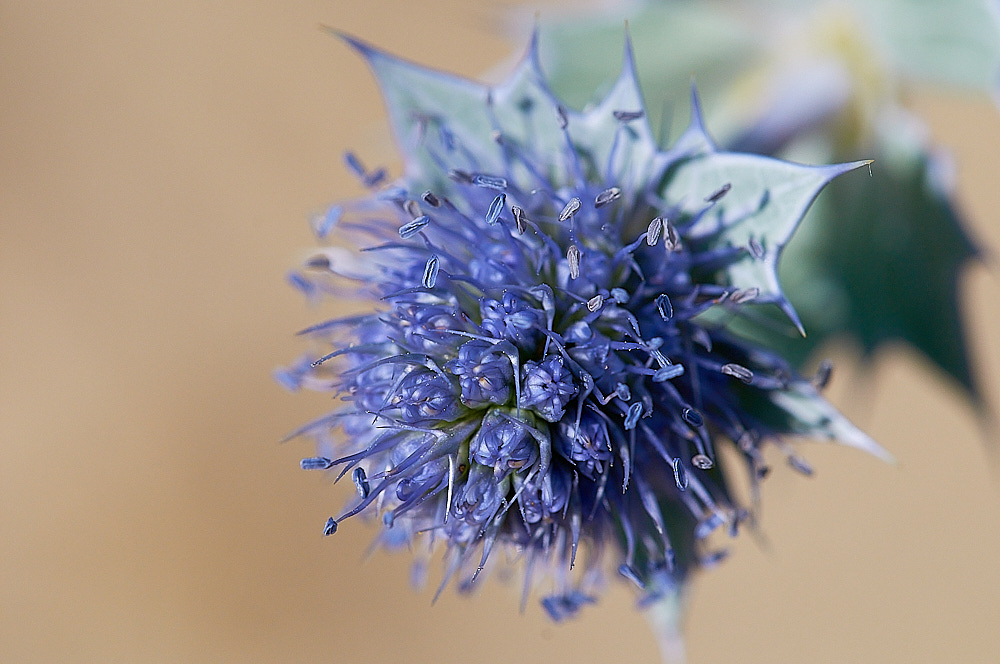 BlakeneyPointSeaHolly19082016-1