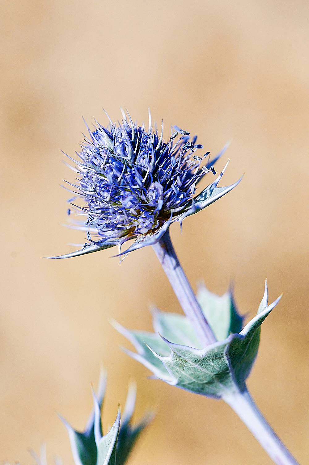 BlakeneyPointSeaHolly19082016-2