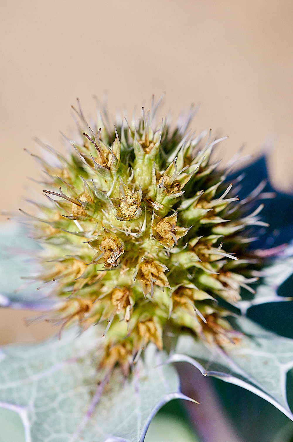 BlakeneyPointSeaHolly19082016-3