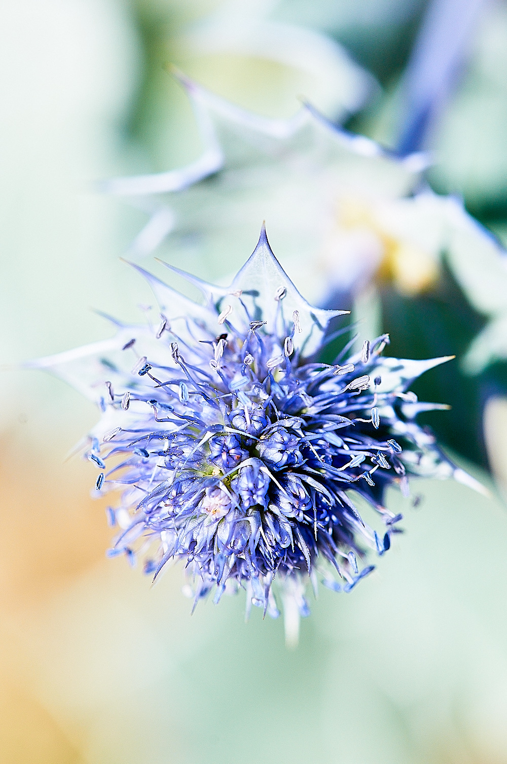 BlakeneyPointSeaHolly19082016-5