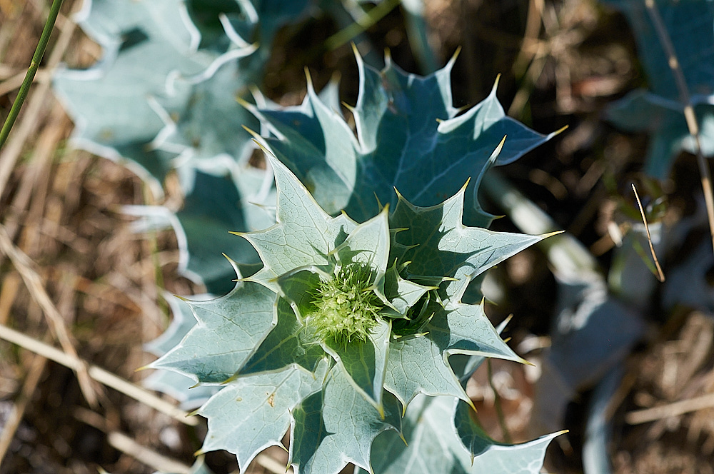 BlakeneyPointSeaHolly19082016-6