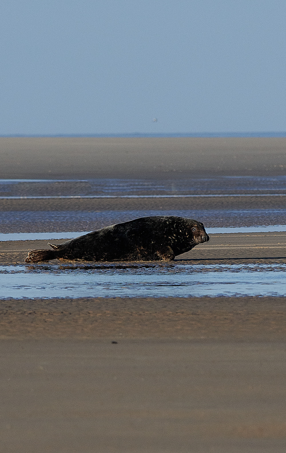 BlakeneyPointSeal1111161