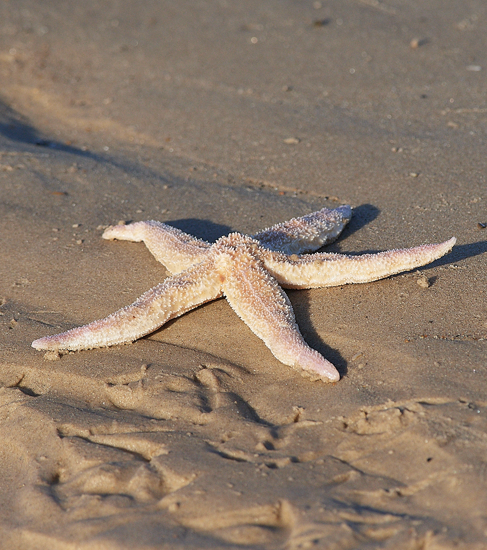 BlakeneyPointStarfish1111161