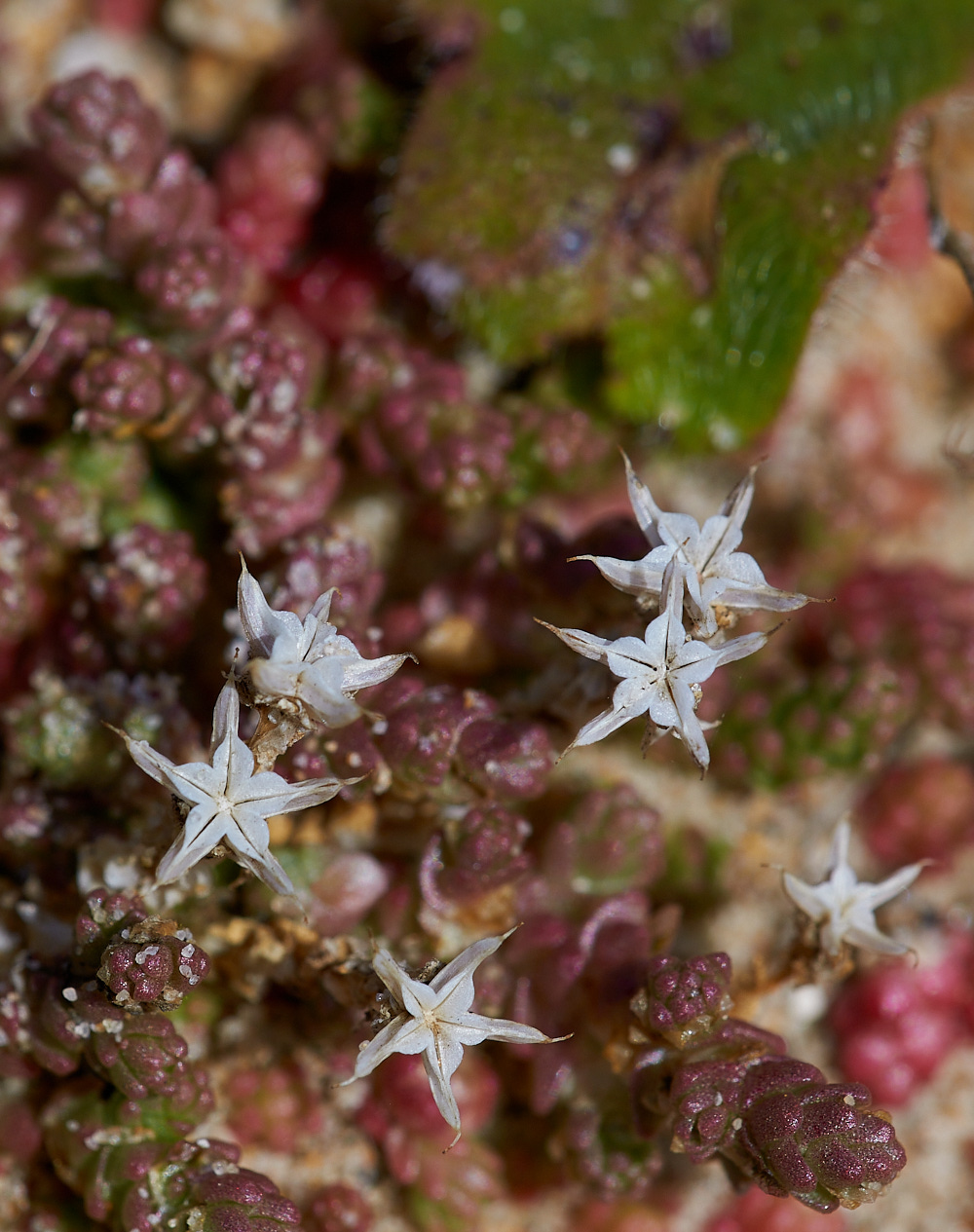 BlakeneyPointStonecrop19082016-1