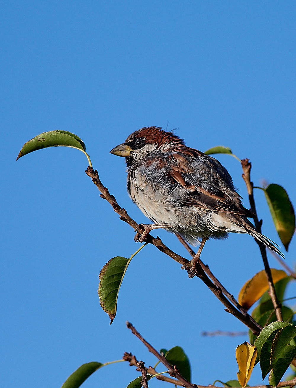 BulgariaHouseSparrow0916-1