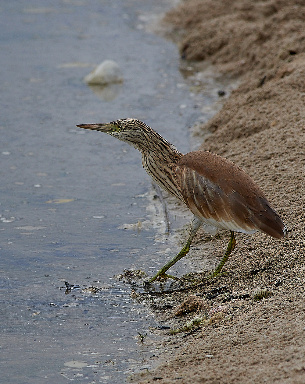 BulgariaSquaccoHeron0916-1