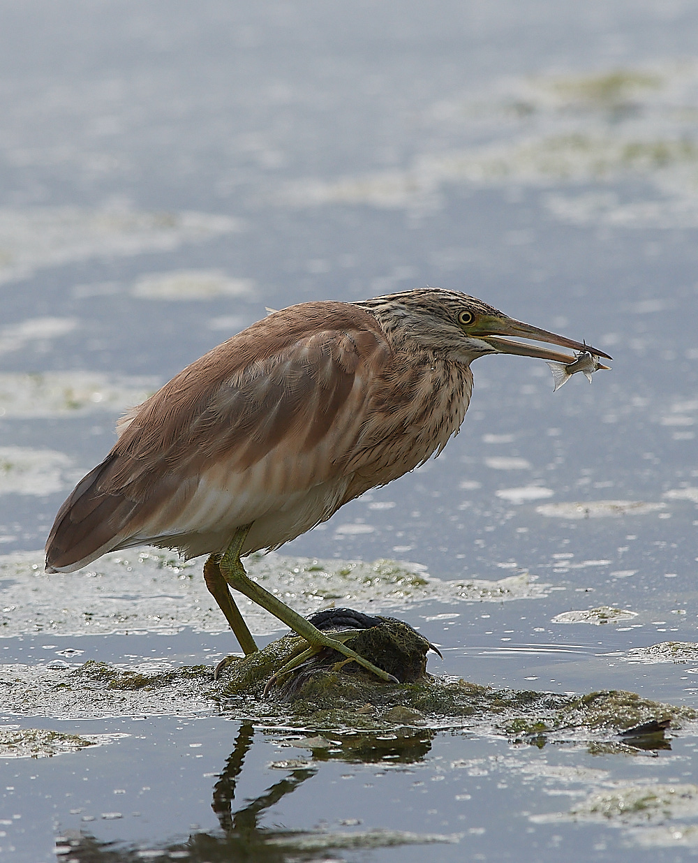 BulgariaSquaccoHeron0916-10