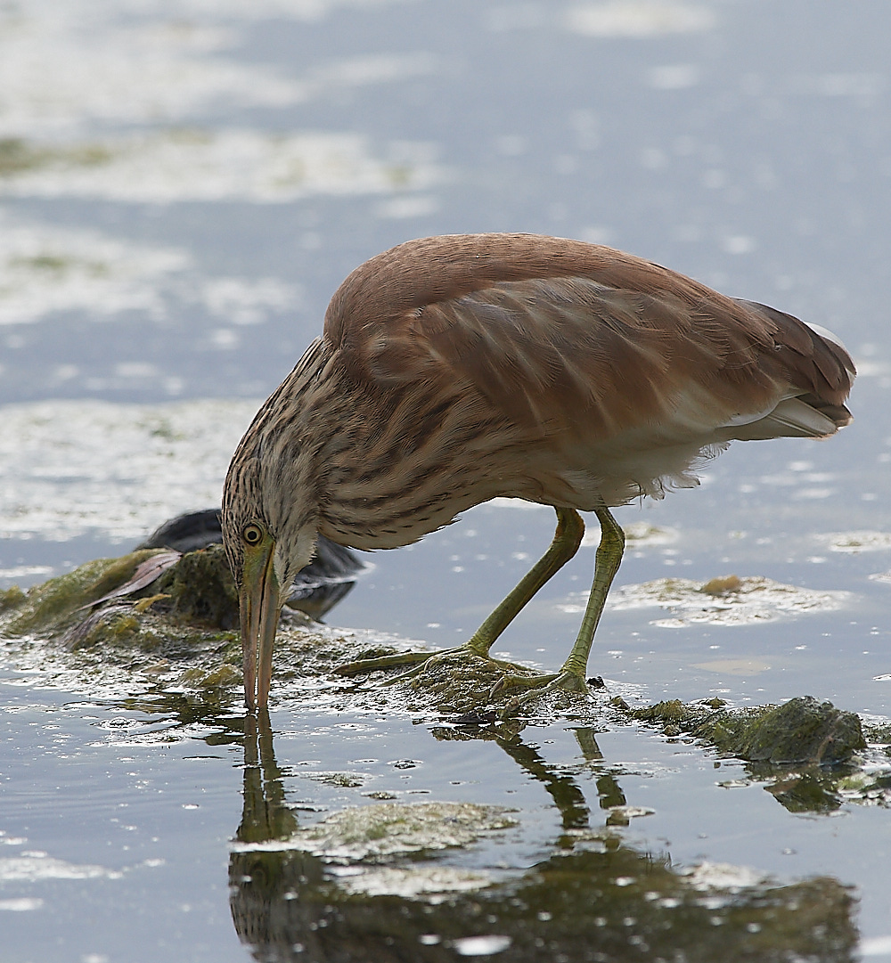 BulgariaSquaccoHeron0916-12