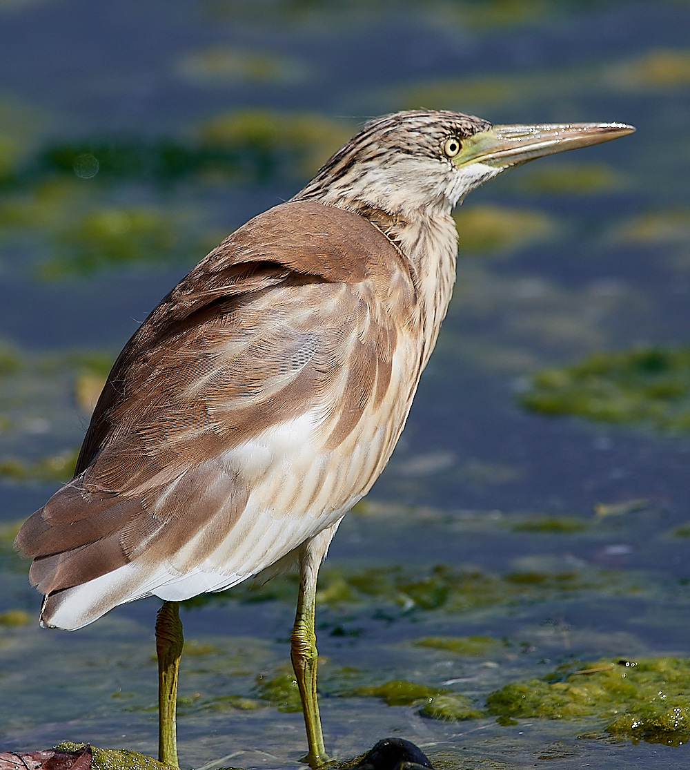 BulgariaSquaccoHeron0916-14