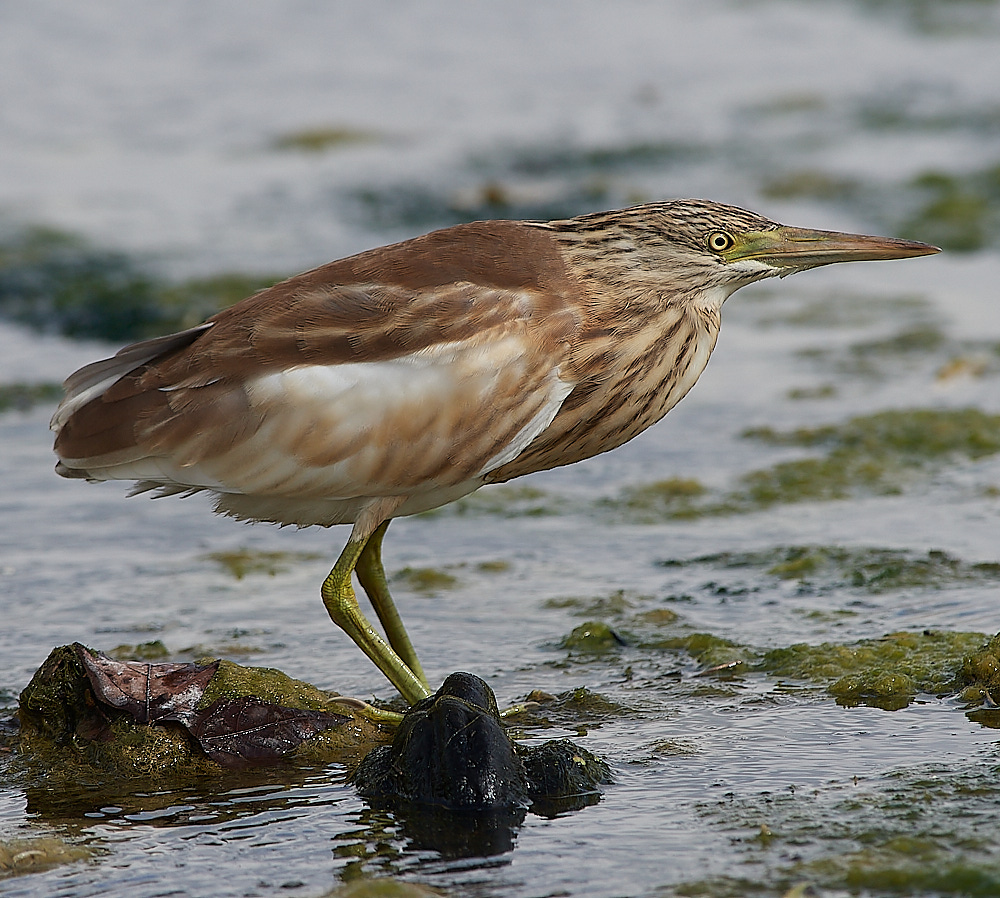 BulgariaSquaccoHeron0916-15