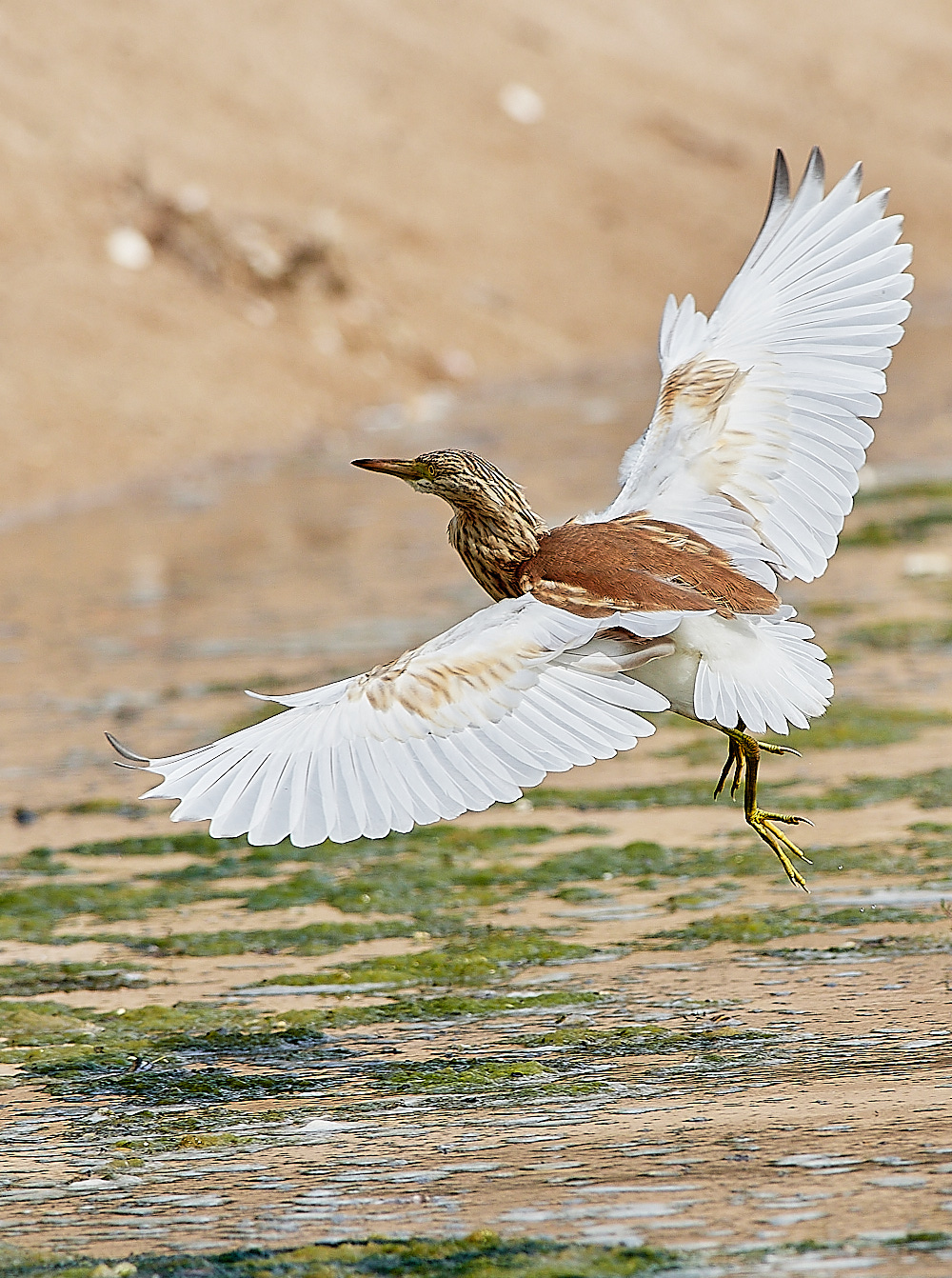 BulgariaSquaccoHeron0916-17