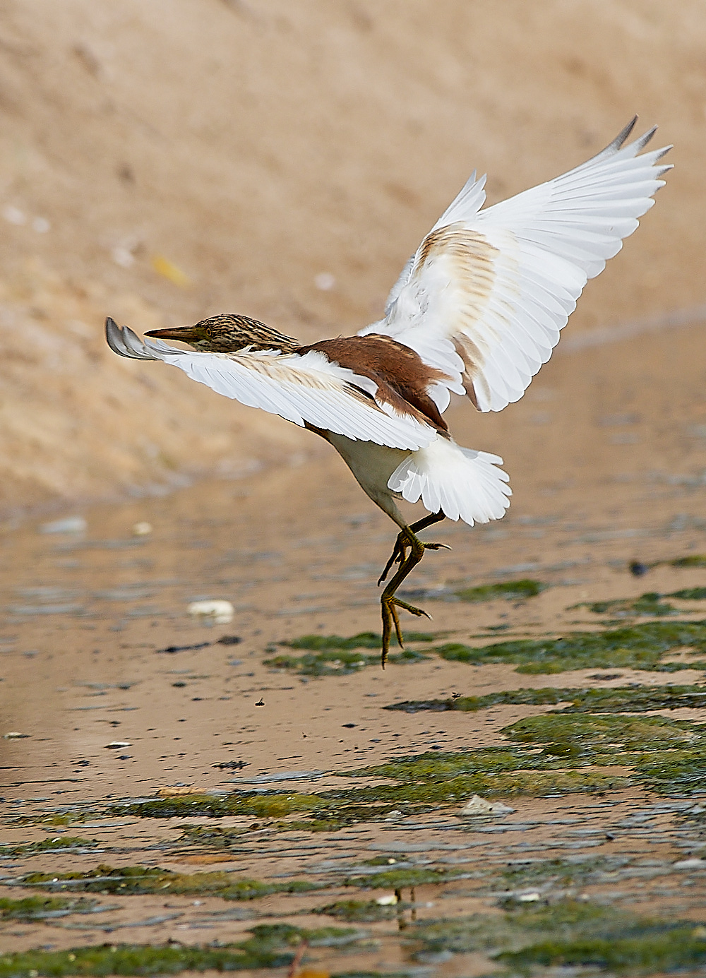 BulgariaSquaccoHeron0916-18