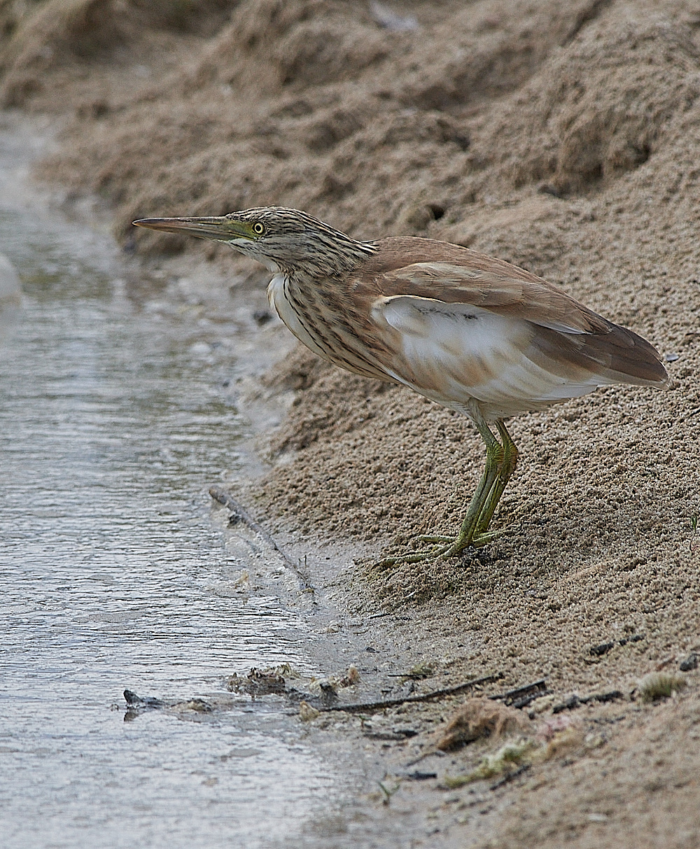 BulgariaSquaccoHeron0916-2