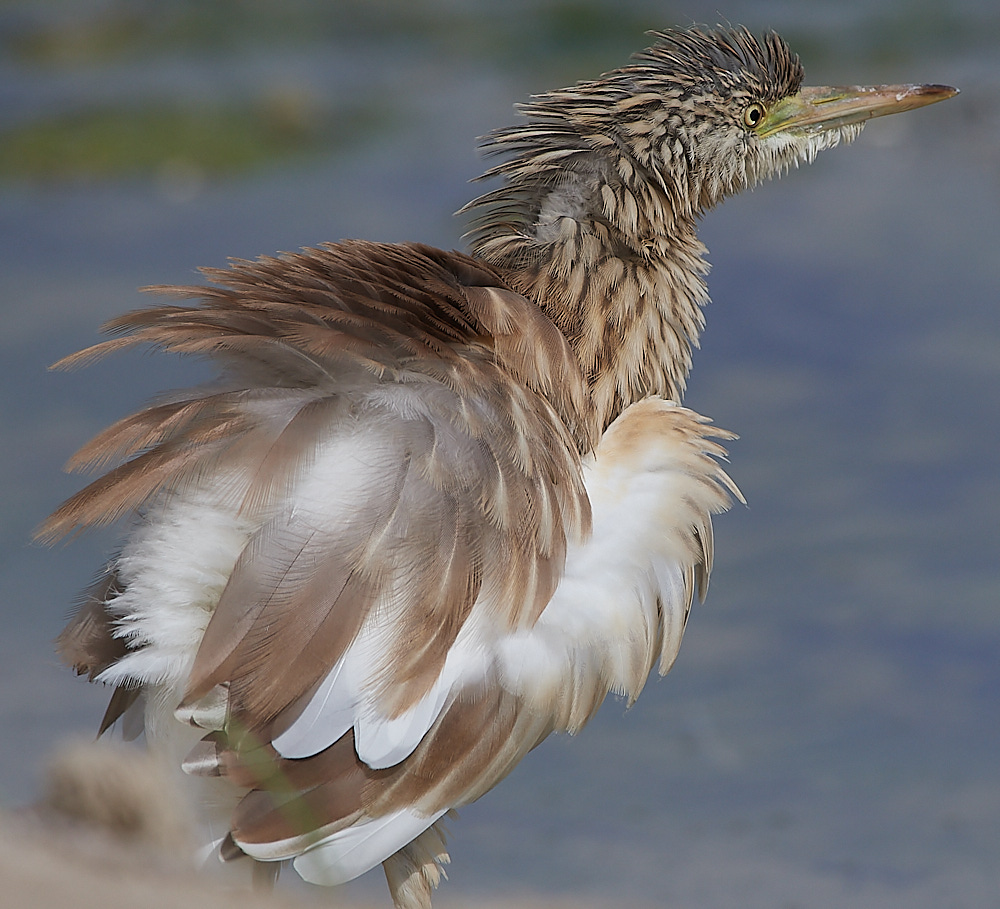 BulgariaSquaccoHeron0916-25