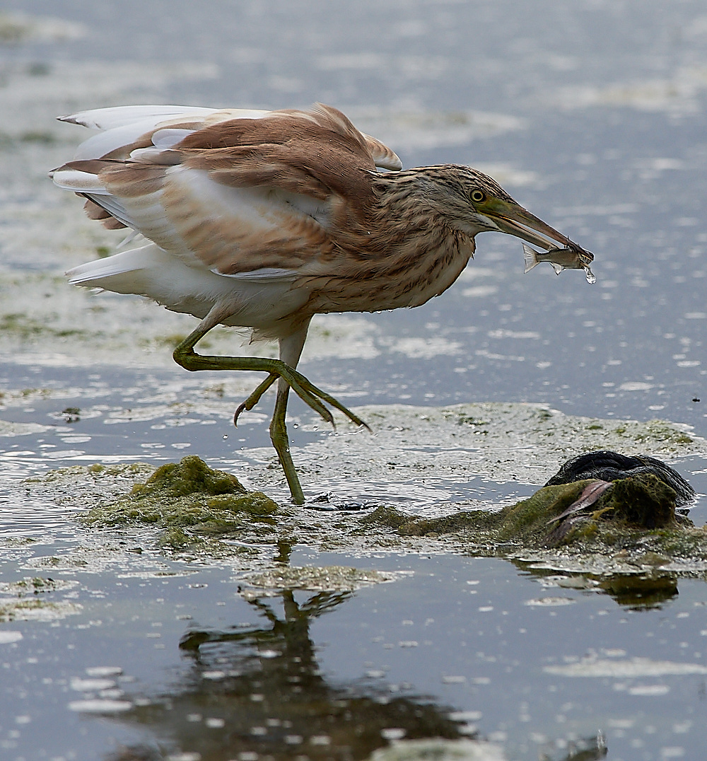 BulgariaSquaccoHeron0916-8