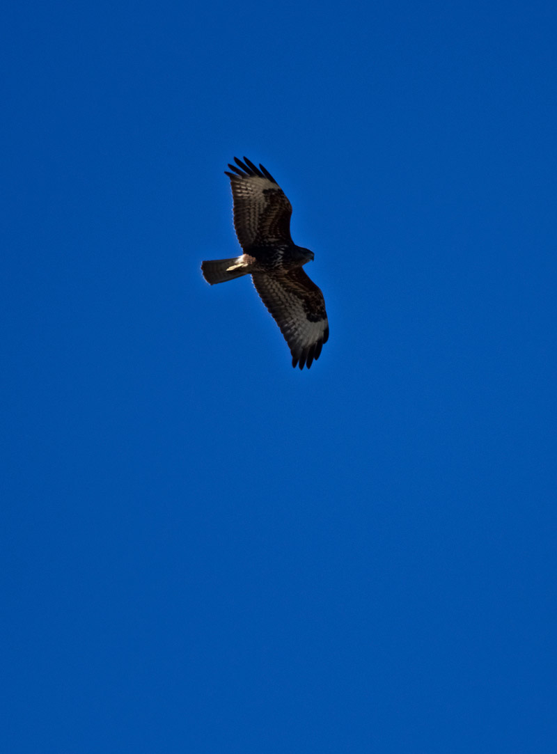 Buzzard2309161