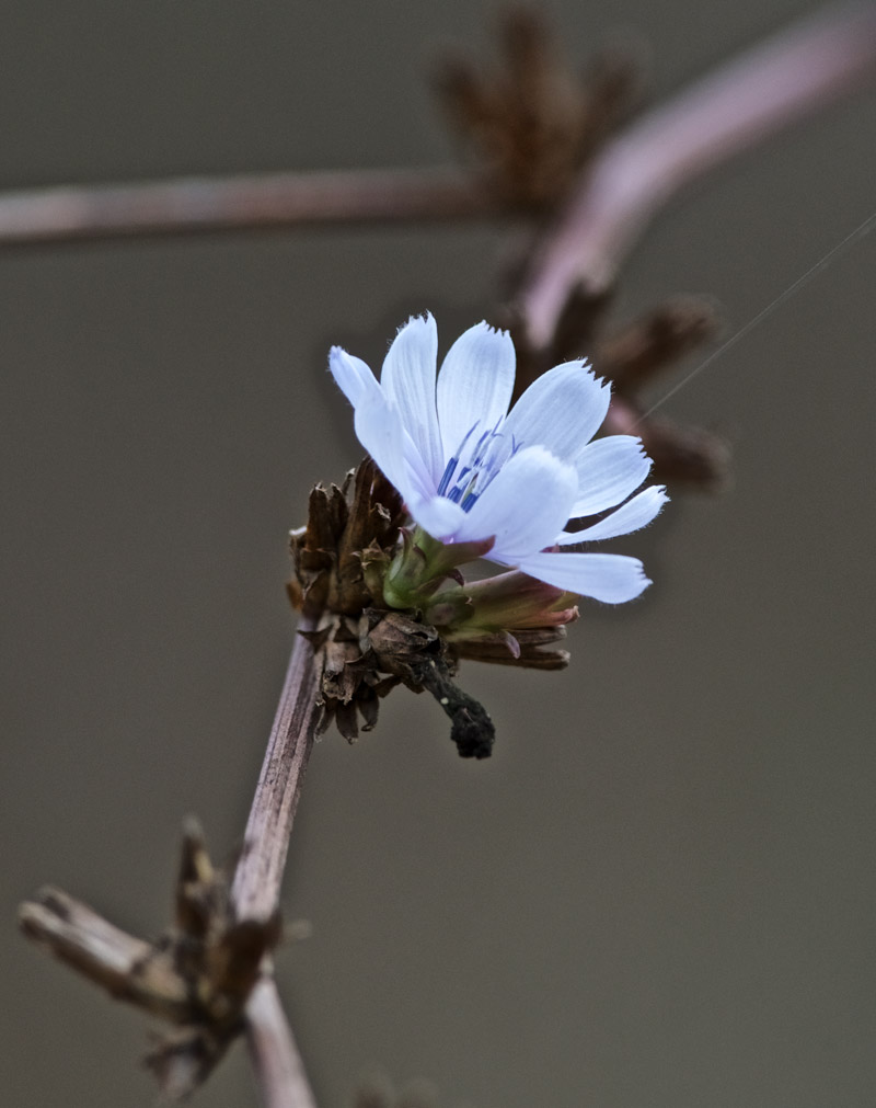 Chicory2009161