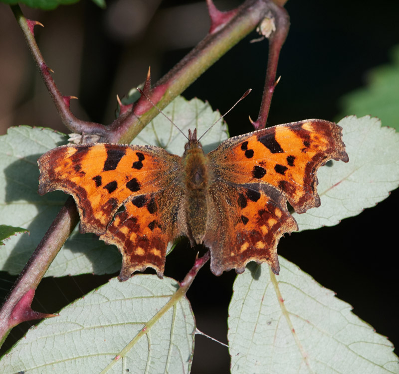 Comma2810161