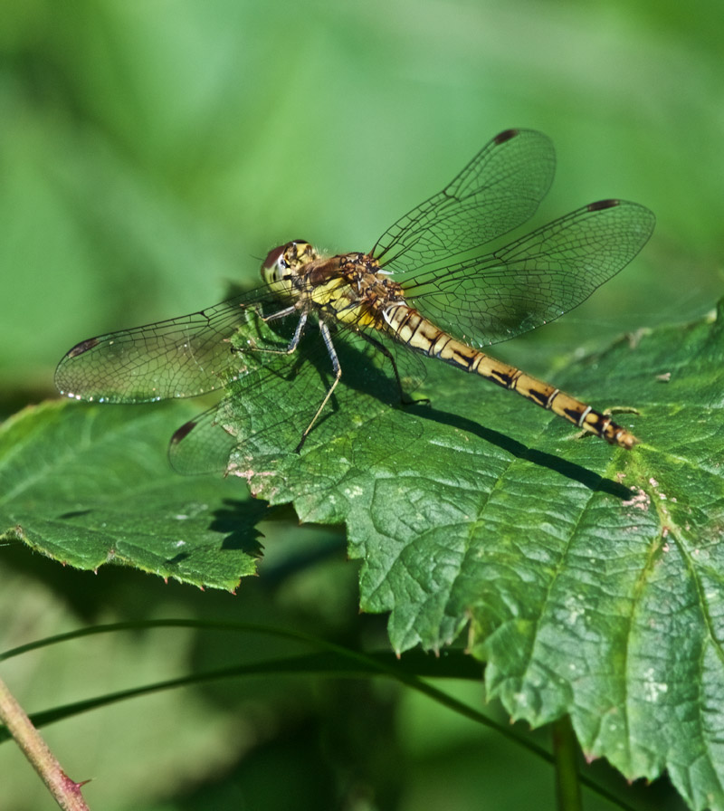 CommonDarter0809161