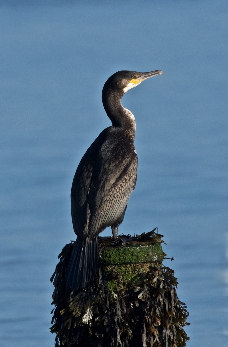 Cormorant1209161