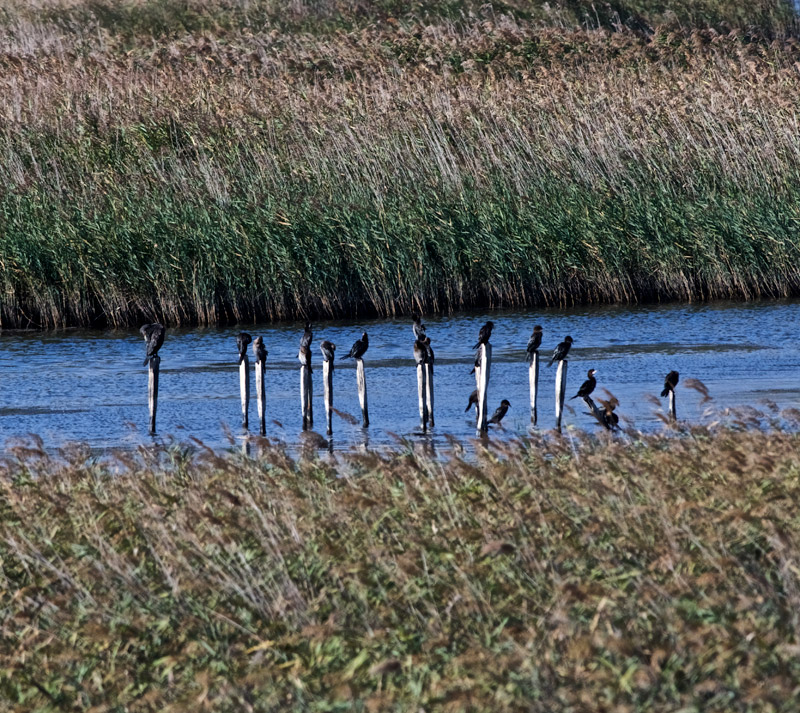 Cormorant2409163