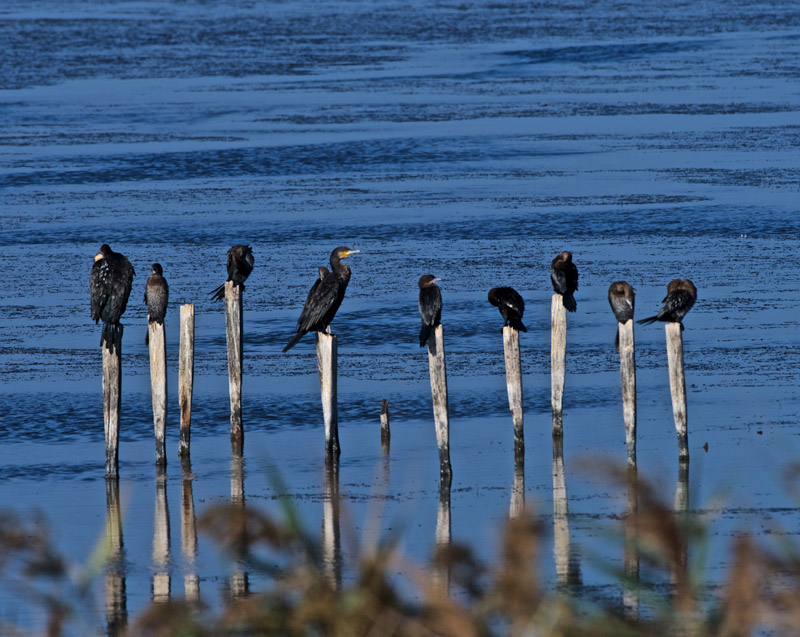 Cormorant2409164