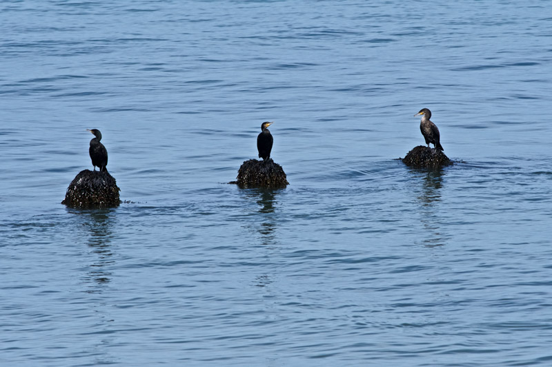 Cormorants1109161