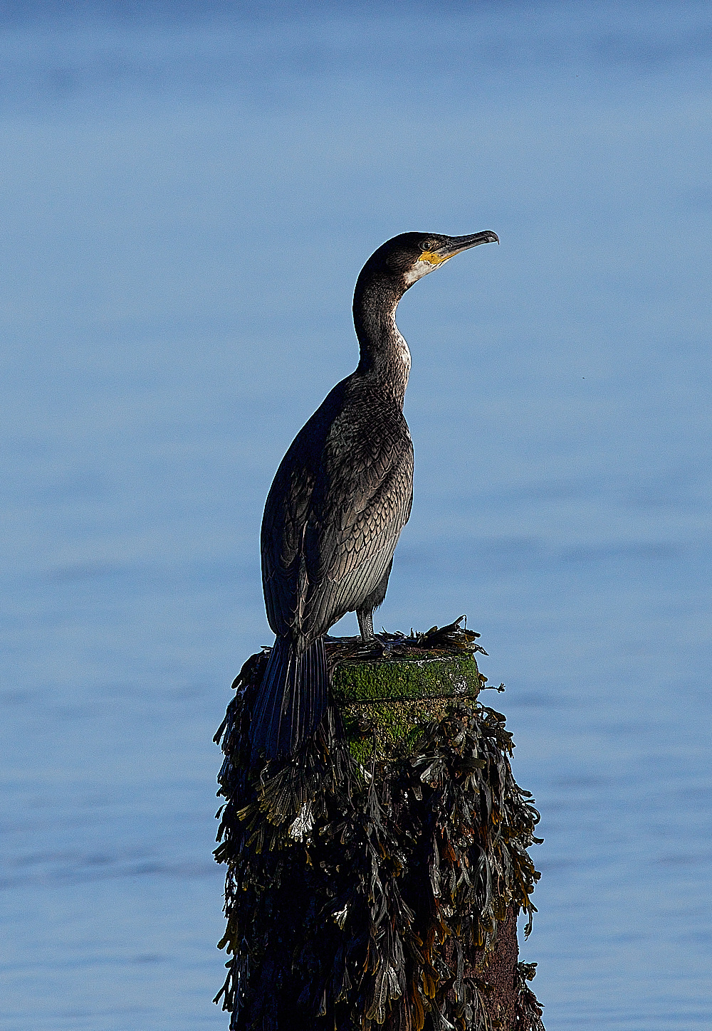 CromerCormorant120916-1