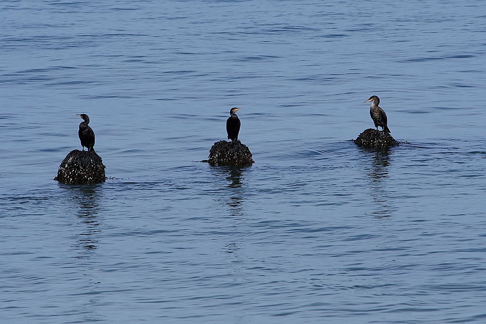 CromerCormorants110922-1