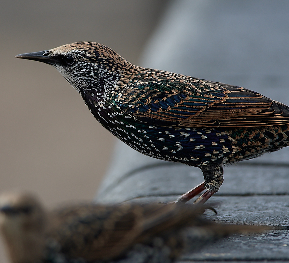 CromerStarling090916-1