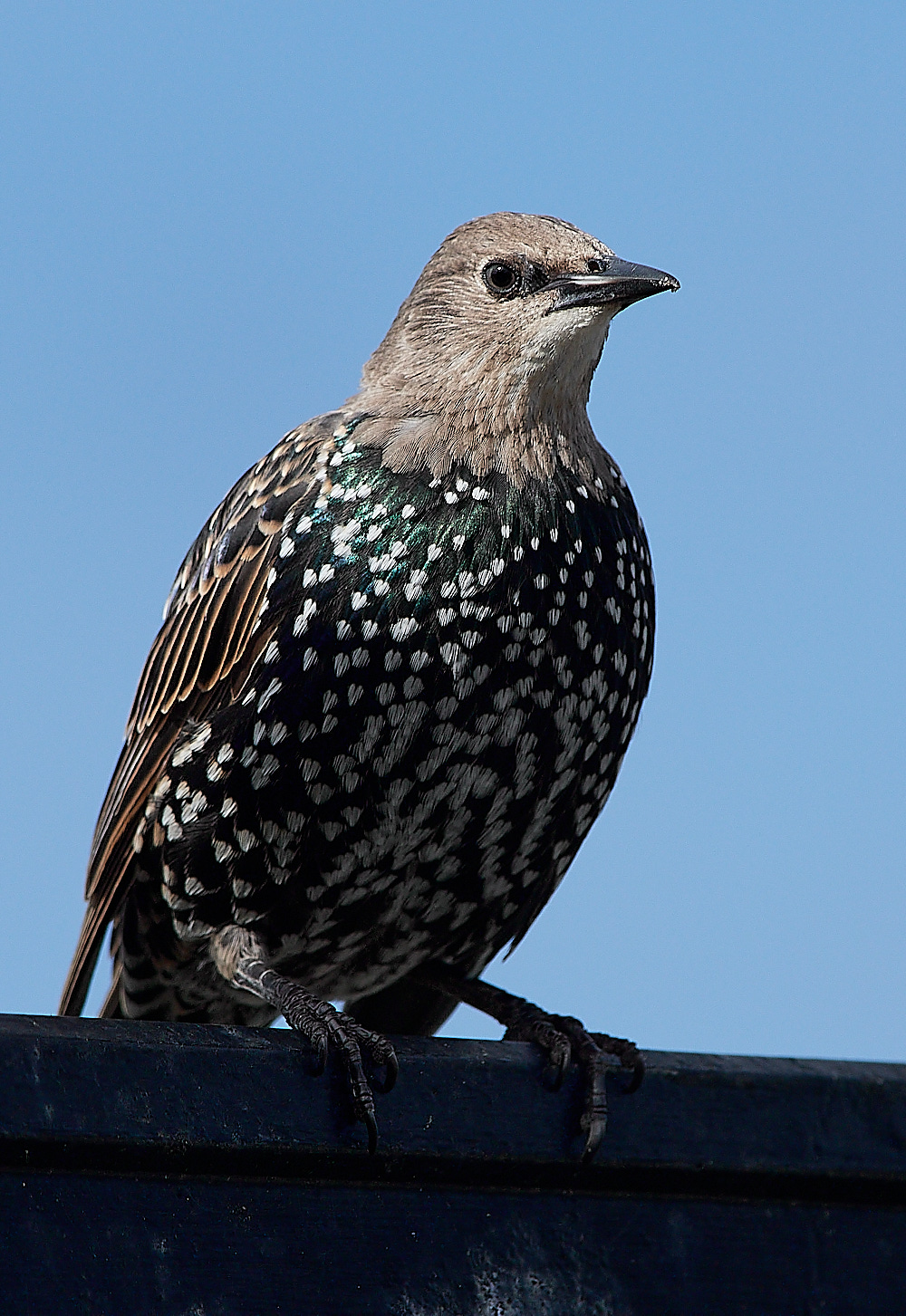 CromerStarling090916-5