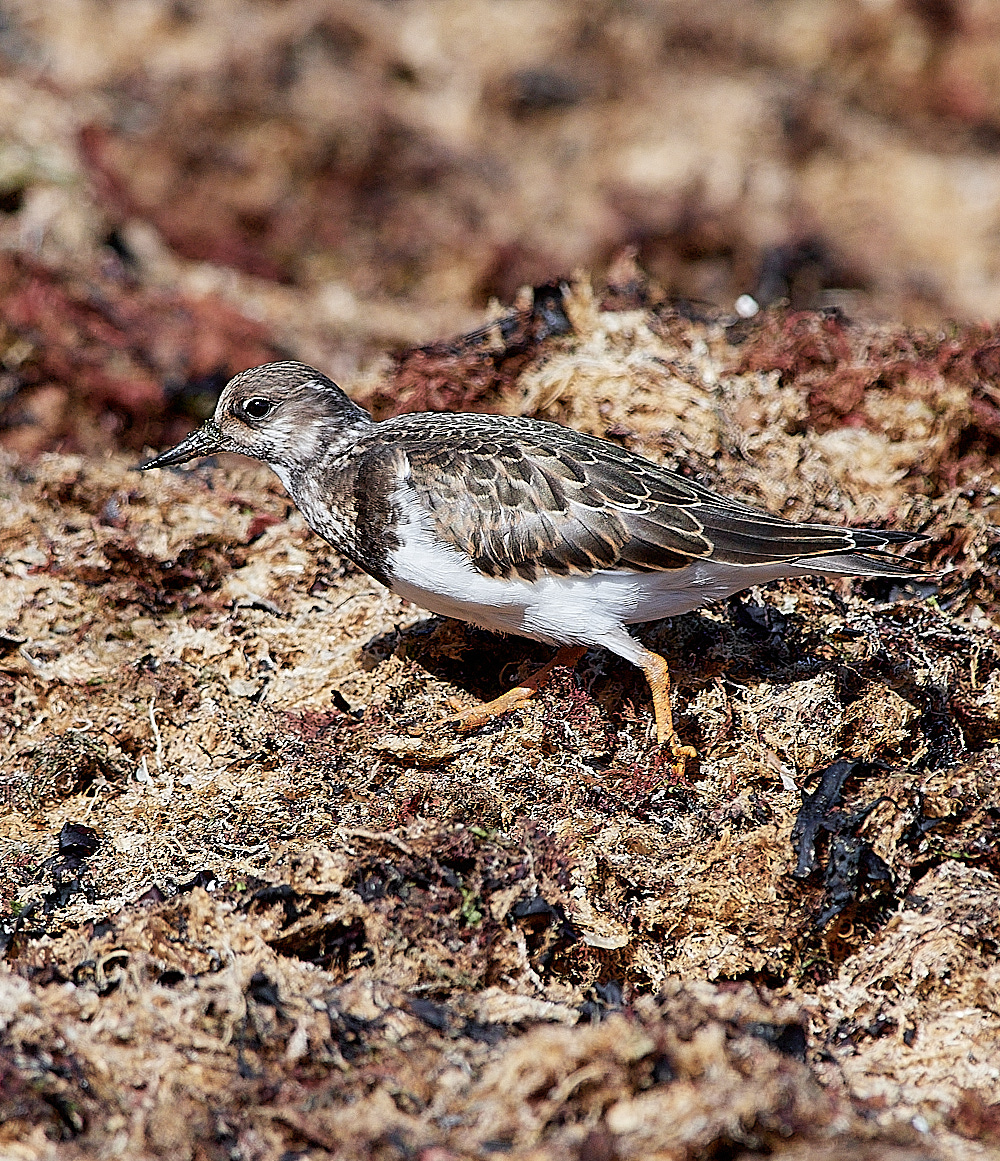 CromerTurnstone110916-2