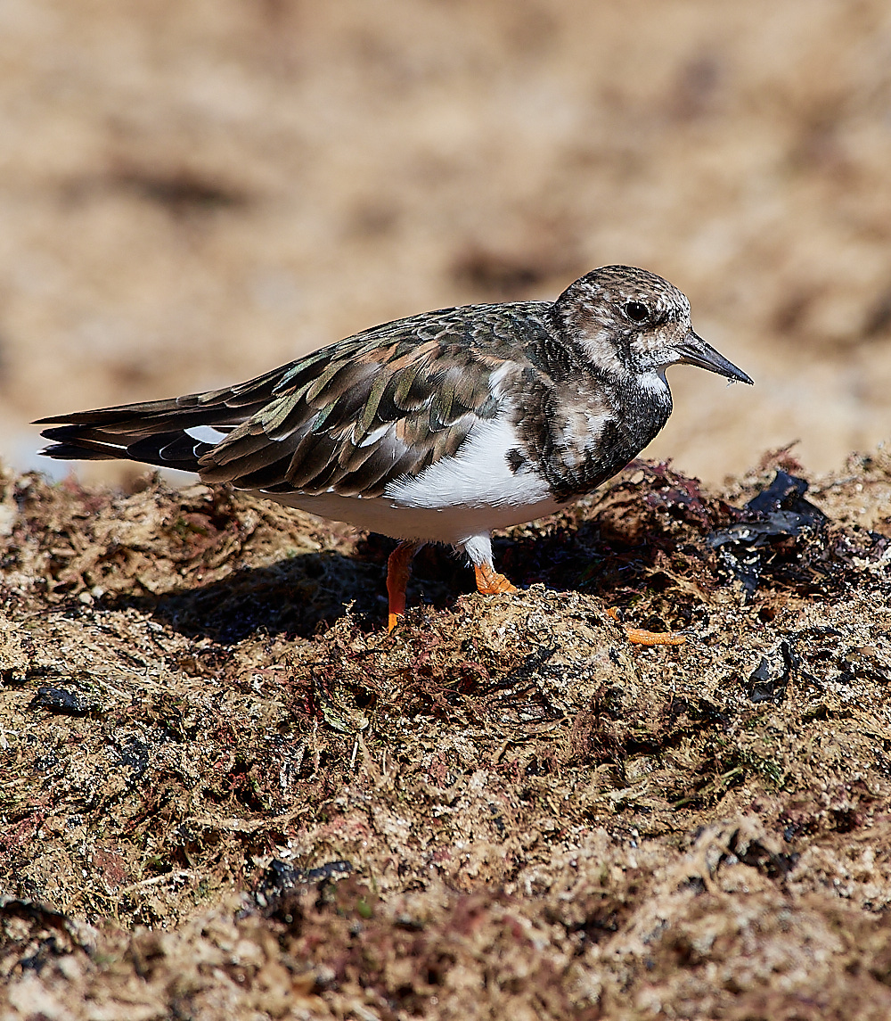 CromerTurnstone110916-5