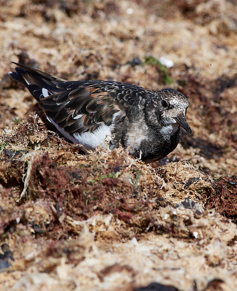 CromerTurnstone110916-7