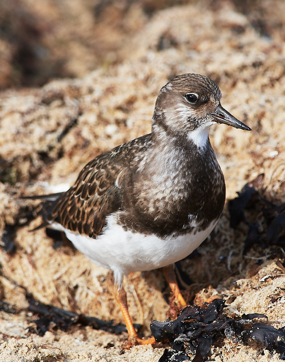 CromerTurnstone120916-10