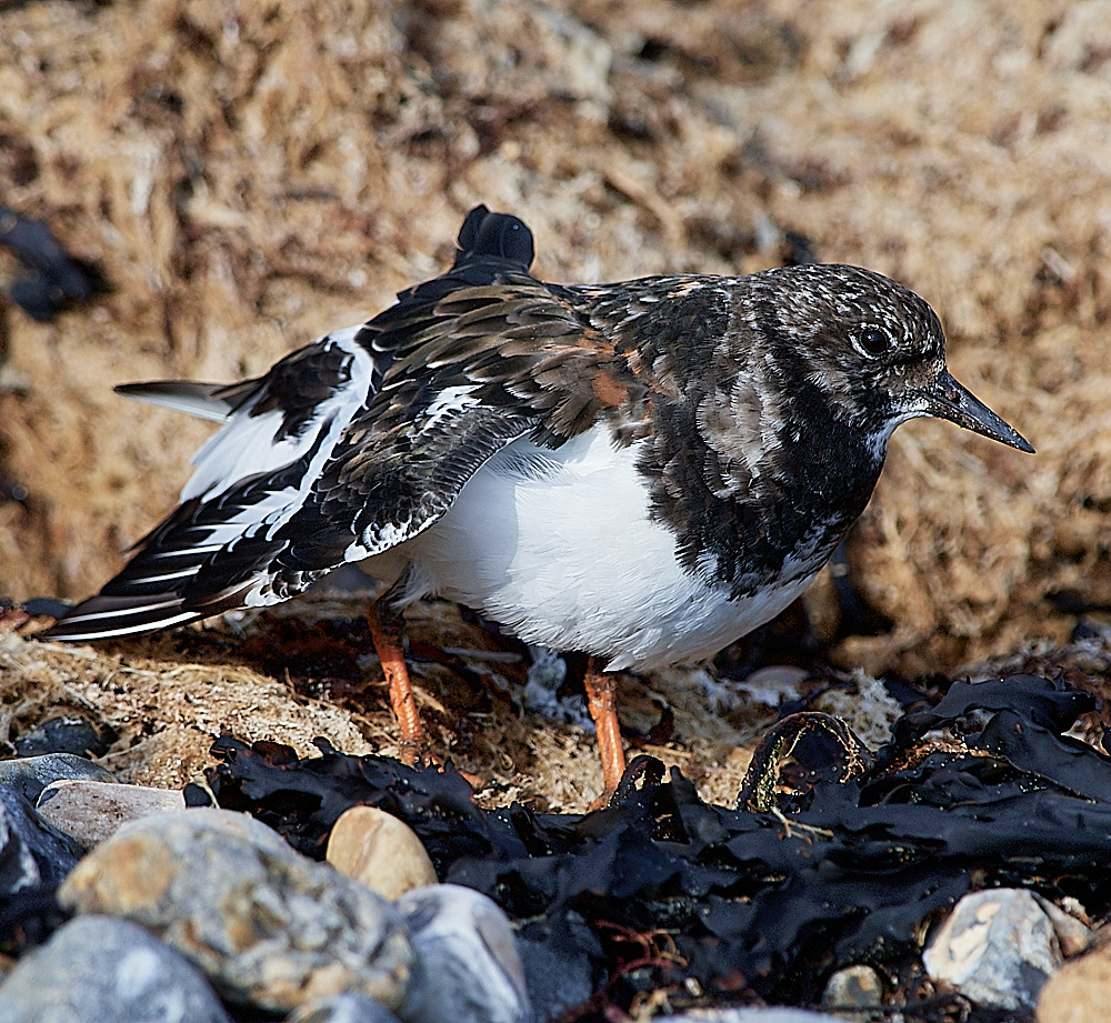 CromerTurnstone120916-11