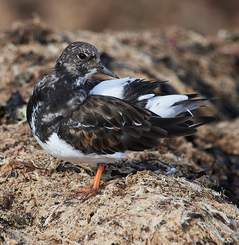 CromerTurnstone120916-12