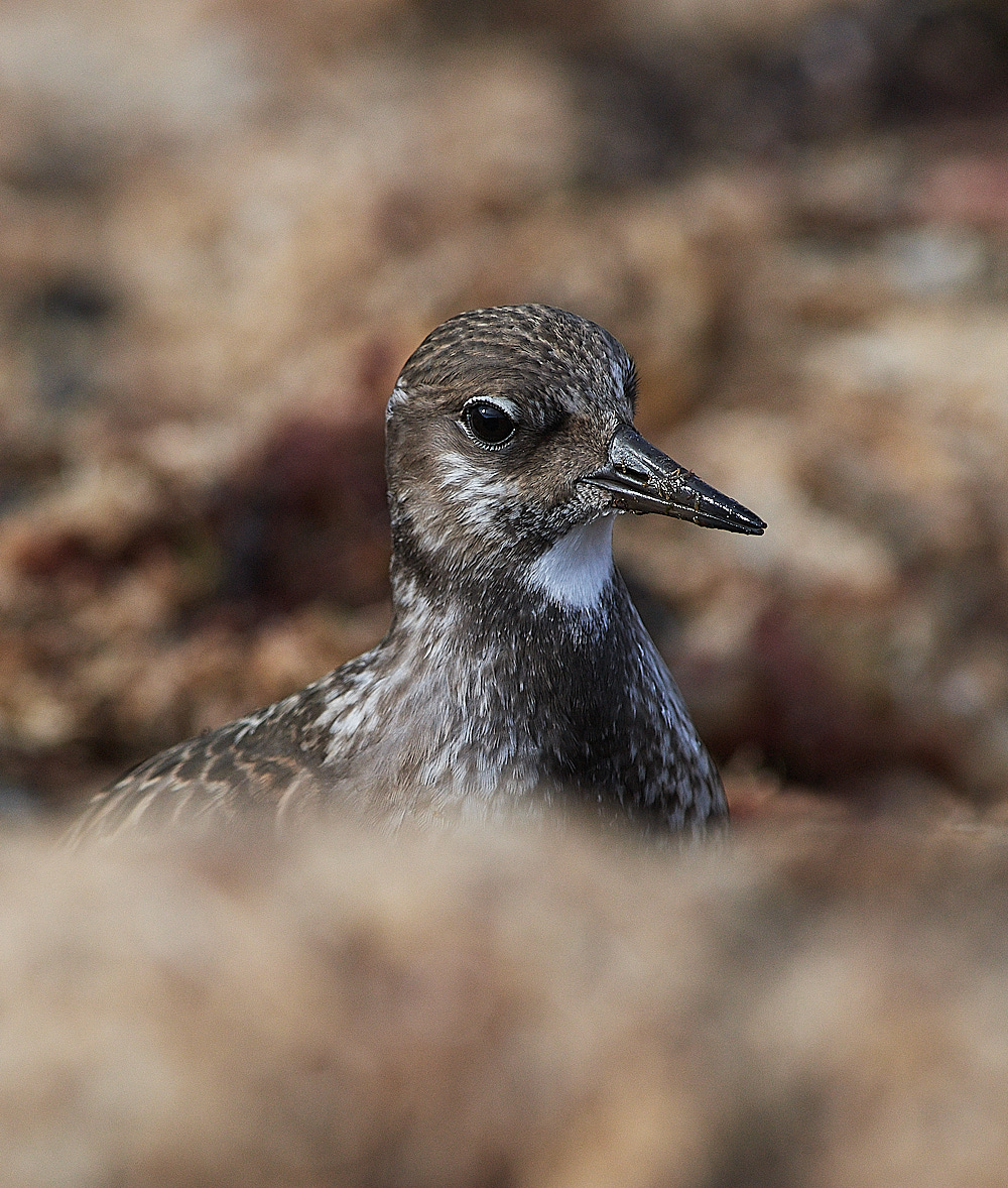 CromerTurnstone120916-16