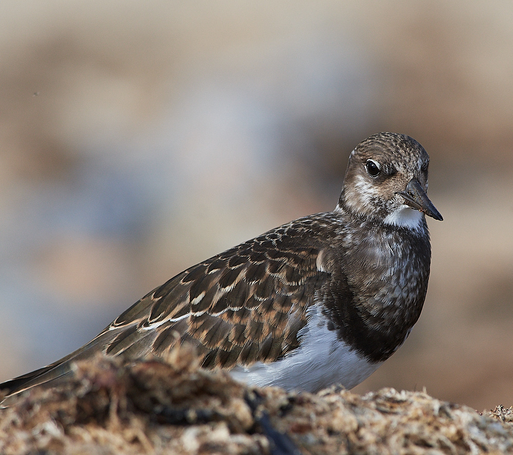 CromerTurnstone120916-17