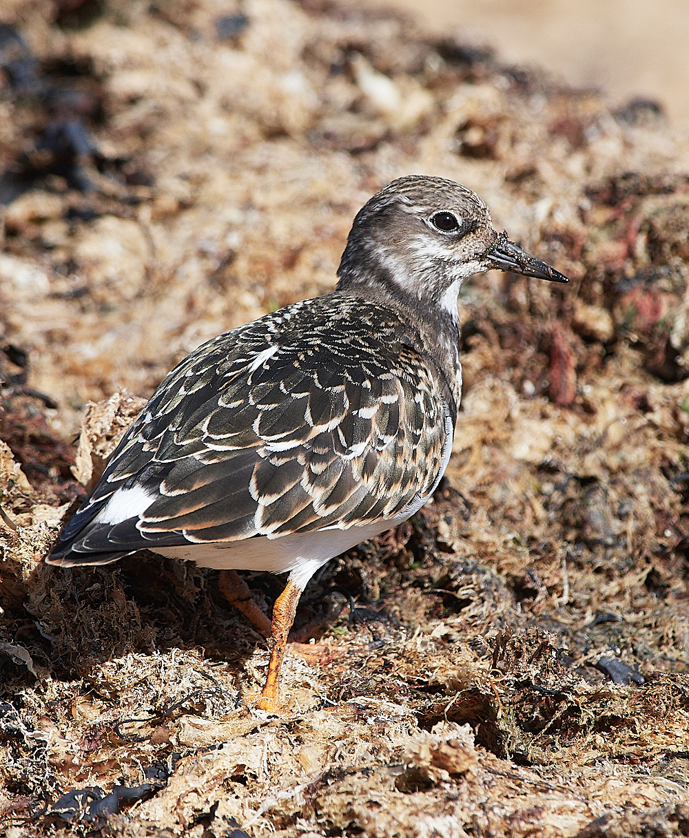 CromerTurnstone120916-2