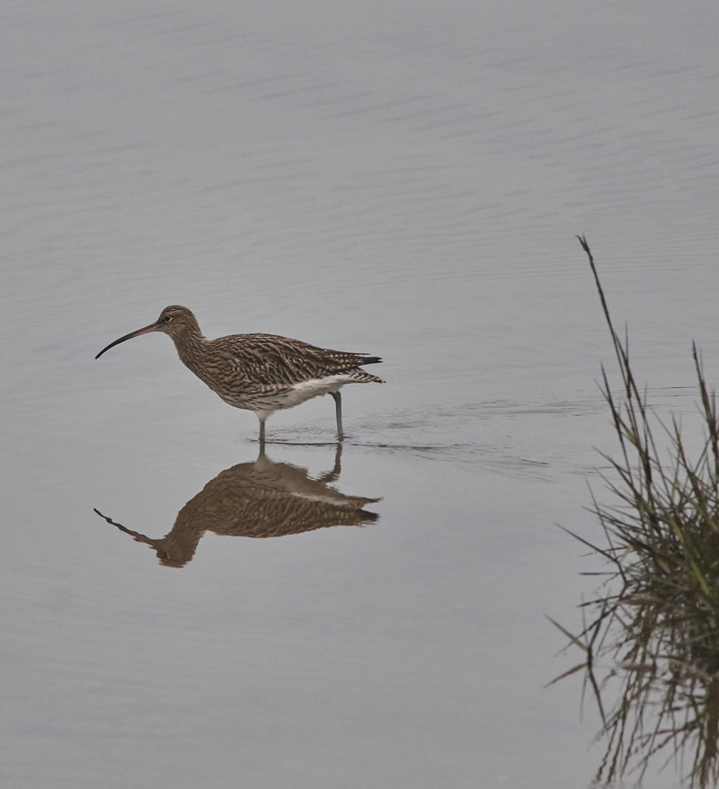 Curlew3010161