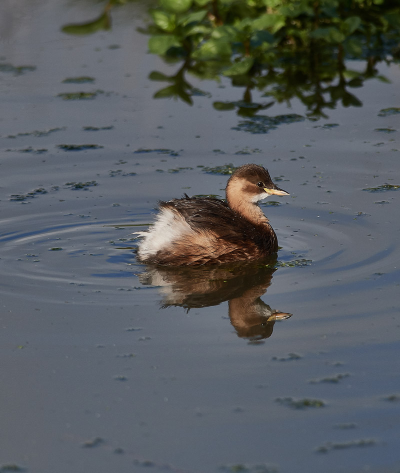 Dabchick1110164