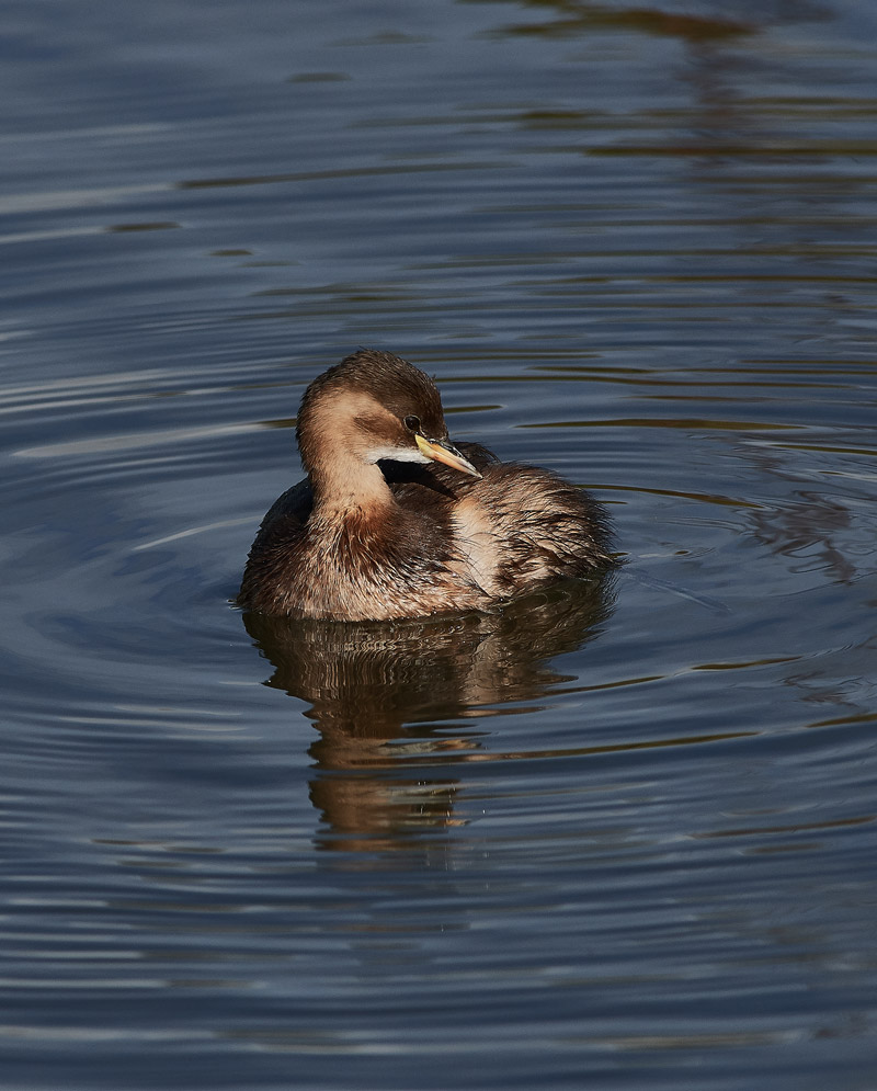 Dabchick1110165