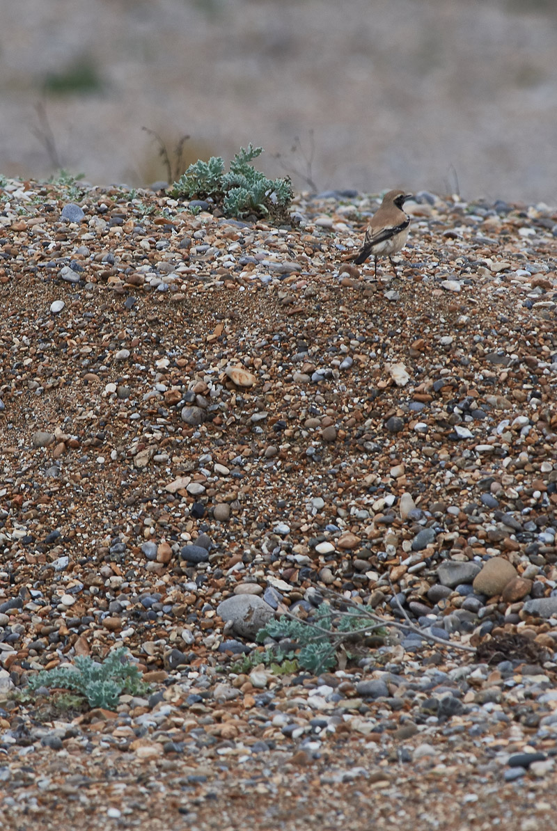 DesertWheatear2710162